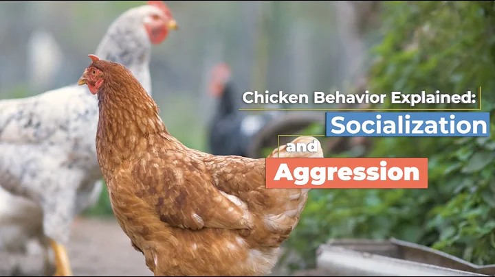 Chicken Behavior Explained: Socialization and Aggression