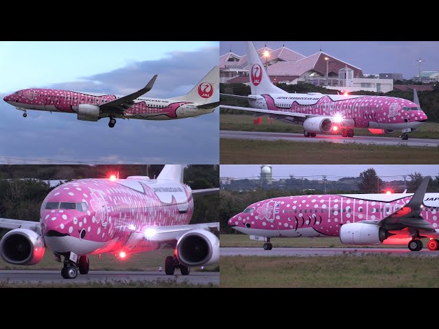 26/01/24 宮古空港 日本トランスオーシャン航空 JTA Boeing 737-800