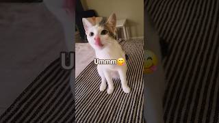 Help Me Out trending funny ytshorts trendingshorts fyp memes cute cat cats coconico