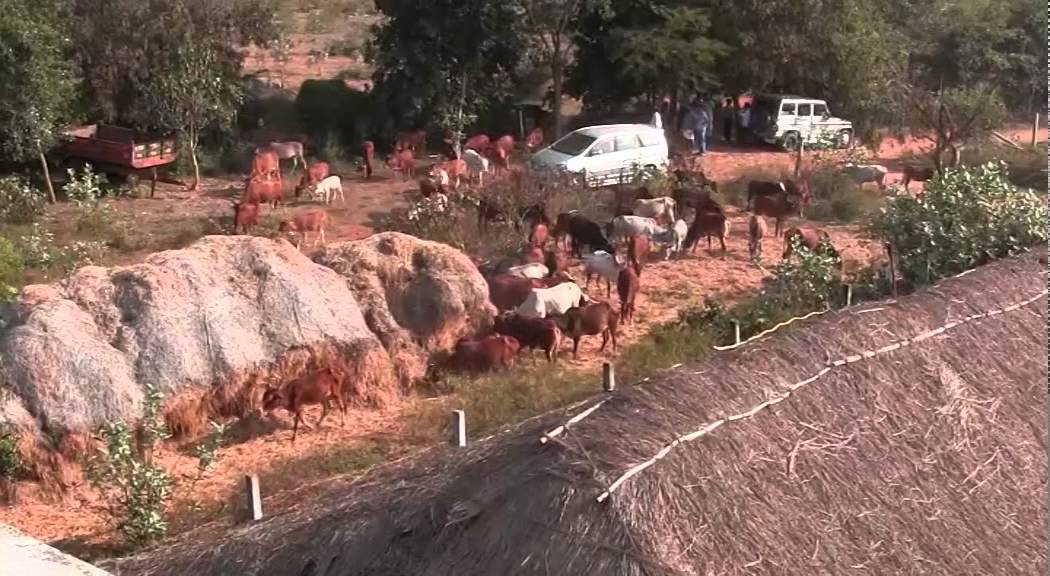 VISIT TO Govindan Goshala Madurantakam Tamil Nadu India