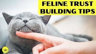 Foolproof Tips for Winning Your Cat's Trust