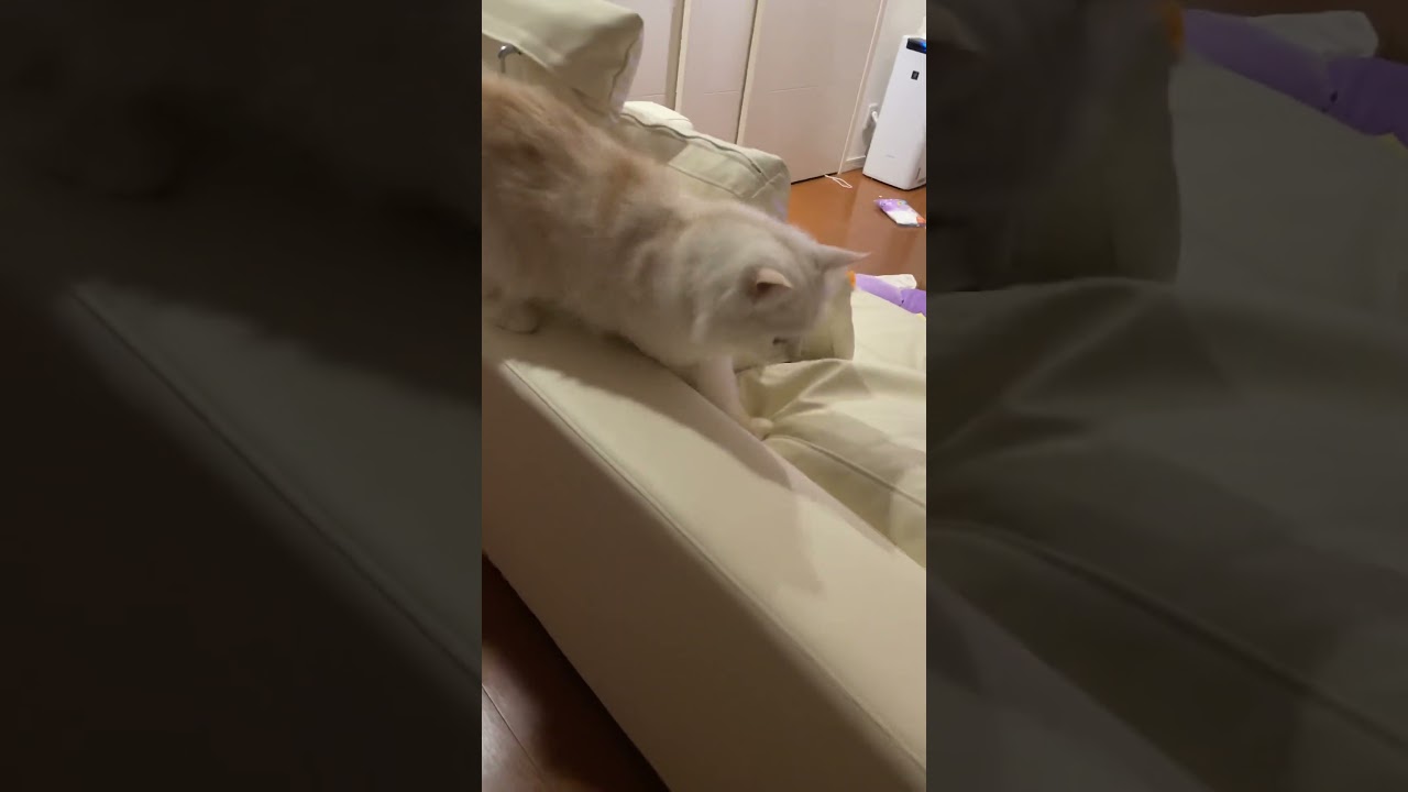 飼い主よりバズる猫。