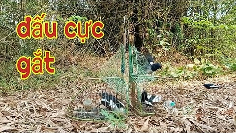 Bẫy chòe than/CỰC CHẤT/ Mồi số 1 gặp bổi dữ