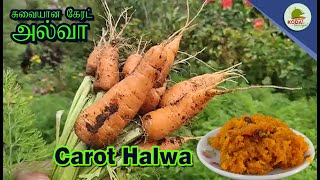 Carrot Halwa | ஸ்பெஷல் கேரட் அல்வா | How to cook Carrot Halwa in Tamil