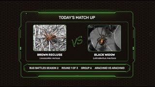 Bug Battles Season 2- Episode 1: Black Widow vs Brown Recluse