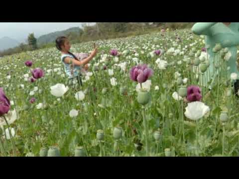 Video: Yuav Ua Li Cas Thiaj Ua Tau Strawberry Planter Garden