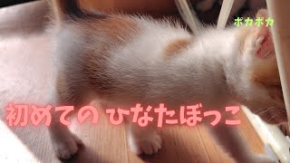 初めての ひなたぼっこ