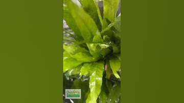 Basin Under Basins Java Fern!