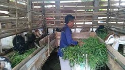 Kambing Jawa Randu Makan Rakus - Durasi: 0.57. 