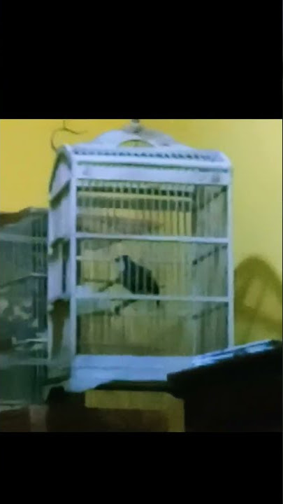 burung poksay rowo super gacor29