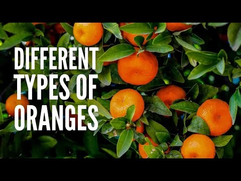 15 Types of Oranges You Should Know