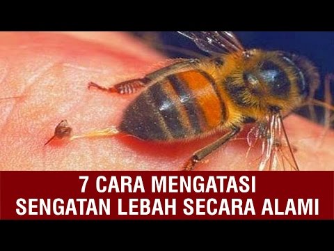 Video: Racun Lebah - Petunjuk Penggunaan, Aturan Pengobatan