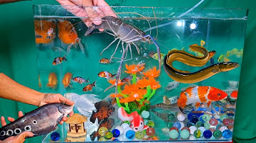 Tổng hợp các video cá cảnh đẹp, động vật dễ thương, bạch tuộc, tôm, lươn, sinh vật biển