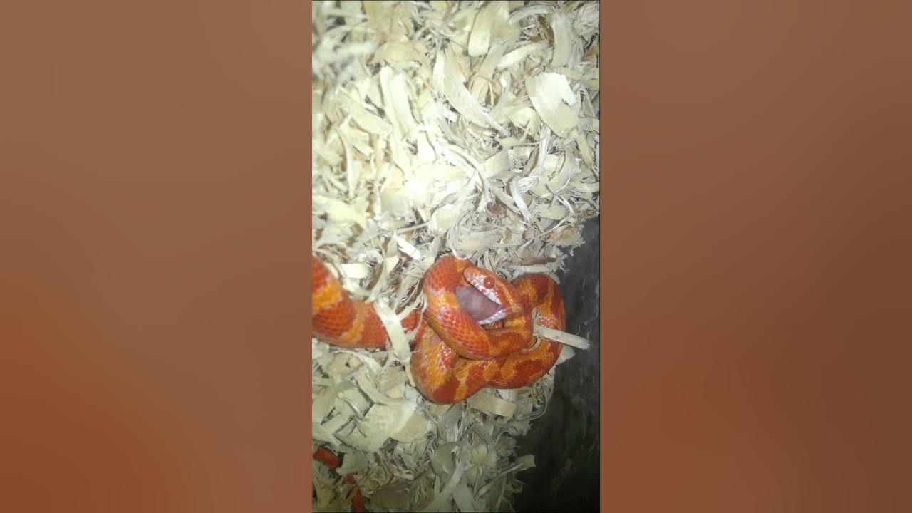 Corn Snake Live feeding 2 pinkies YouTube