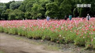 長居公園で10万本のシャーレーポピーが見ごろ