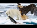 Eagles Attack Polar Bears To Steal A Prey