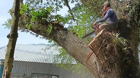 Cưa cây còng siêu to khủng lồ . Cần cẩu lớn hổ trợ .Cưa cây kỹ thuật cao
