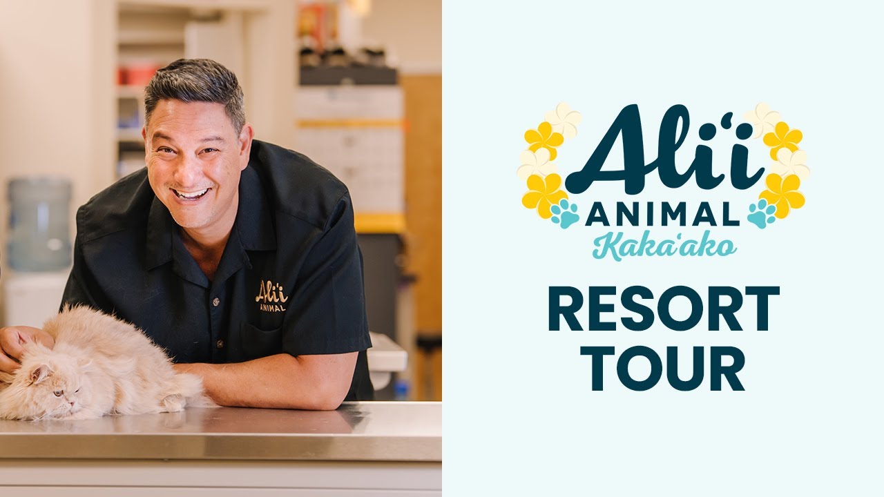 Resort Tour! | Welcome to Alii Animal in Kakaako