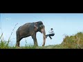 Yash tamed arrogant elephant in forest  beautiful scene from gajakesari kannada movie