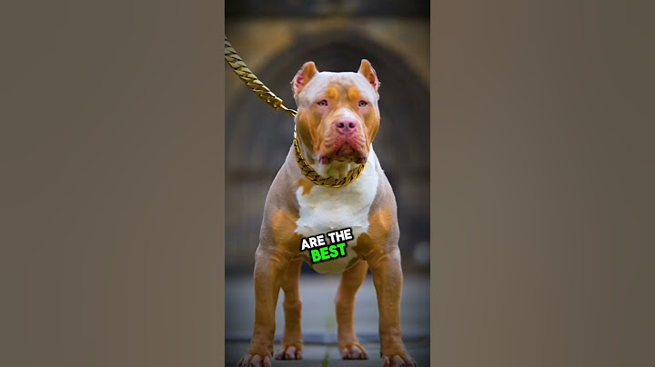 4 Dangerous Dog Breeds to Watch Out For!