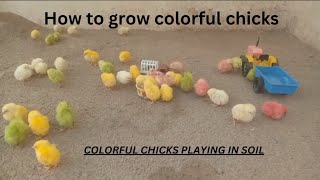 Mother chicks care challenge #colorfulchickens #egghatching #100Chickschallenge