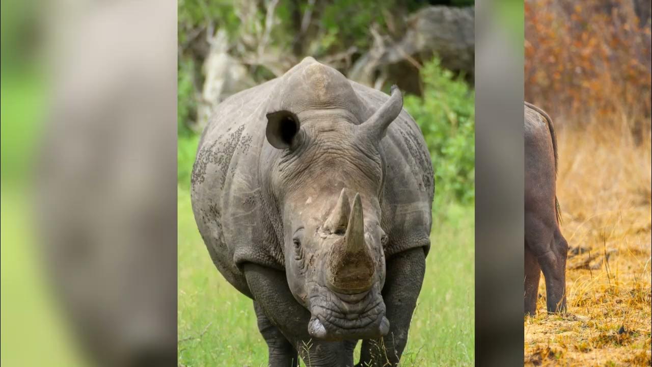 Die schwersten Tiere der Welt Welches ist das schwerste Tier? YouTube