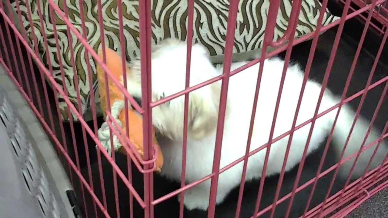 Olive's First Groom Glitter Groomer Las Vegas Henerson Dog Grooming