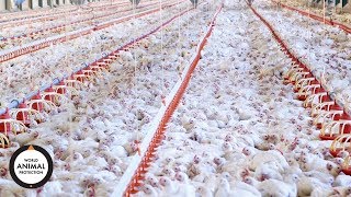 Change for chickens | KFC's cruel conditions