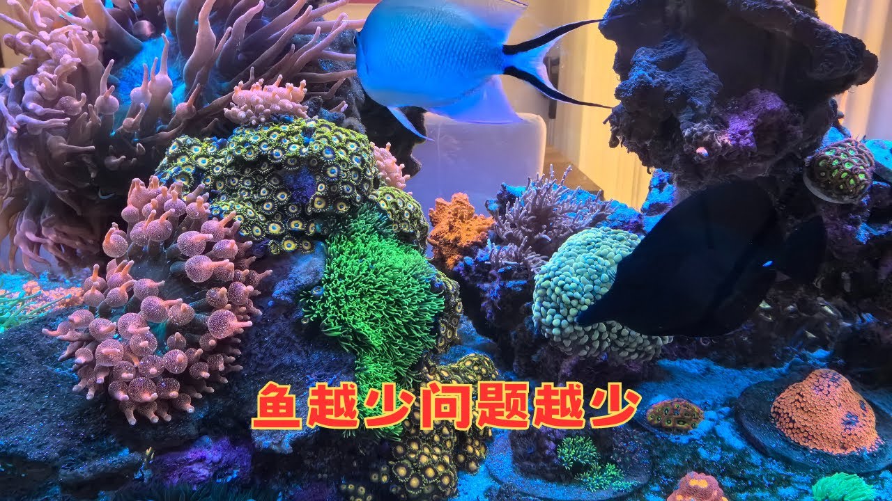 养了这么久海缸,我认为最重要的经验 - YouTube