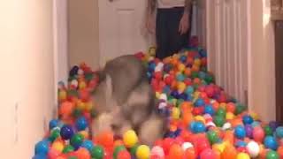 | 9GAG | Husky in a pile of 5400 balls