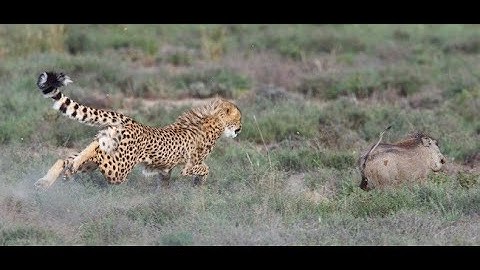 Warthog vs Cheetah | EPIC BATTLE | BE WILD