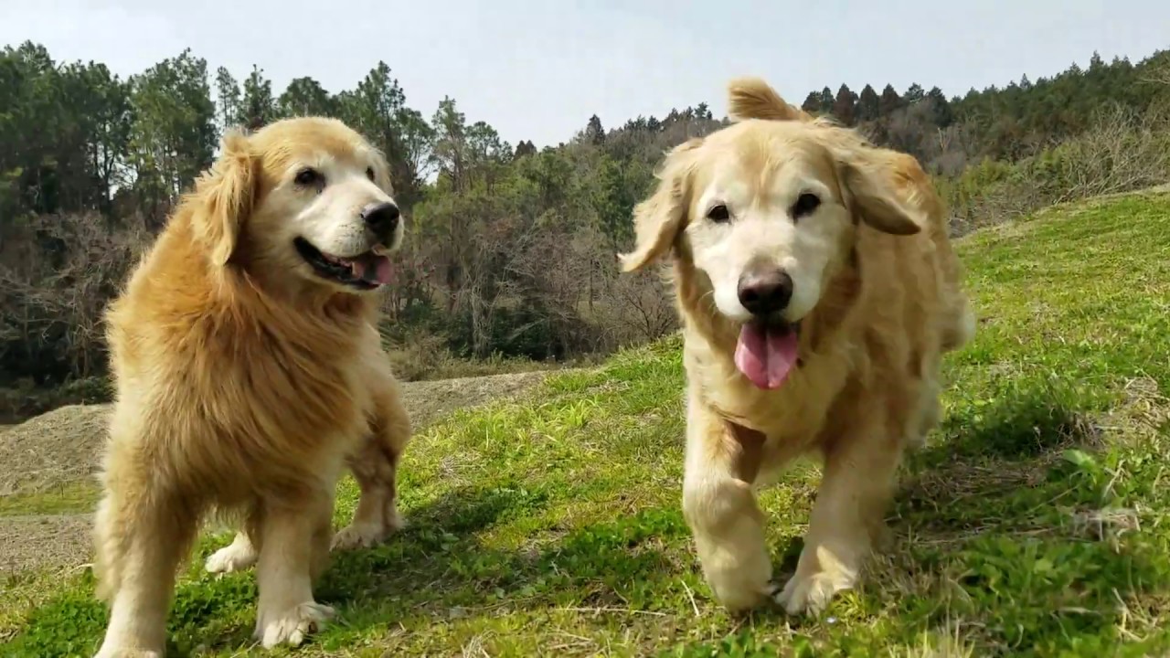 癒し動画 うさぎ A Golden Retriever walking slowly