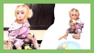 Giving Baby Monkey Mixed fruits so yummy