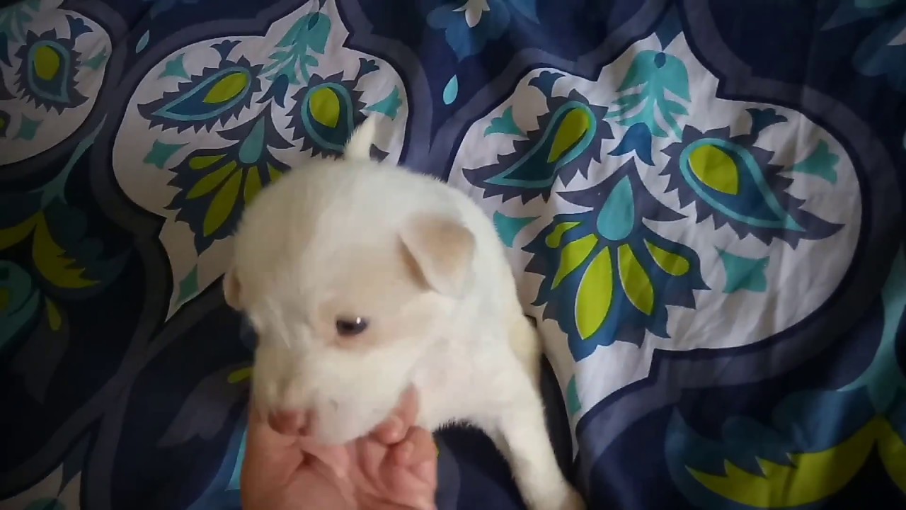 Lobo Half Siberian Husky Japanese Spitz Youtube