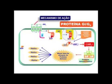 Vídeo: Diferença Entre A Proteína A E A Proteína G