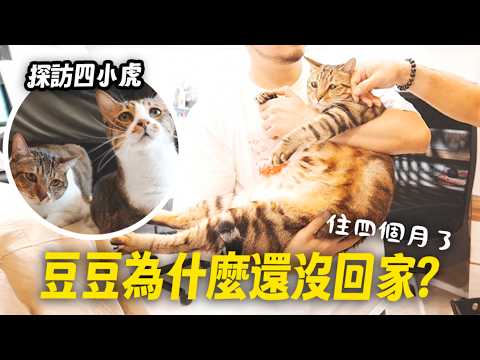 Why is Dou-Dou still not home? It's been four months! Also, visiting the four little tigers! | Zh...