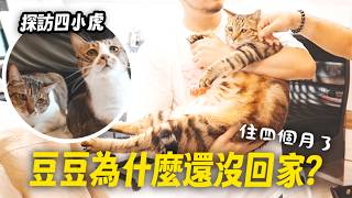 【豆豆為什麼還沒回家？住四個月了！也去探訪四小虎！】志銘與狸貓