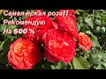 Самая яркая роза ‼️ ХВАЛЮ на 500% 🌹 Rose Emilien Guillot