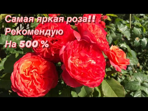 ቪዲዮ: Rose Emilien Guyot፡ መግለጫ እና ፎቶ