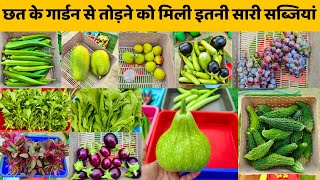 छत पर बने गार्डन से तोड़ने को मिली इतनी सारी सब्जियां | Vegetable Garden Harvest India In Hindi