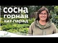 Горная сосна - описание, виды и сорта: описание, использование в ландшафтном дизайне