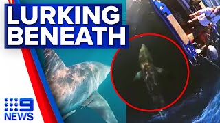 Queensland fisherman circled by massive great white shark | 9 News Australia