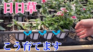 How to Grow Vinca [Gardening] [Nobu Gardening Channel] [Titan