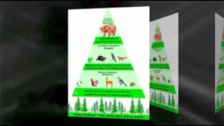 Temperate Food web