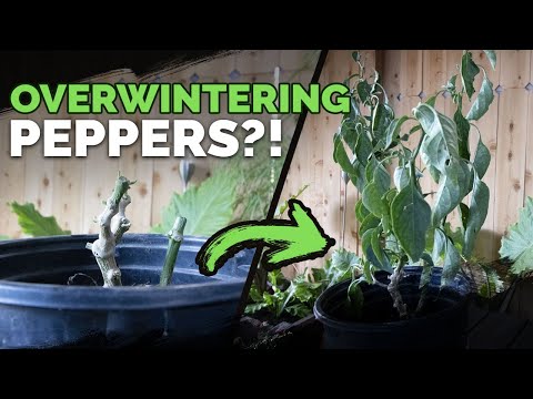 Grow the Same Pepper Plant Two Years in a Row!