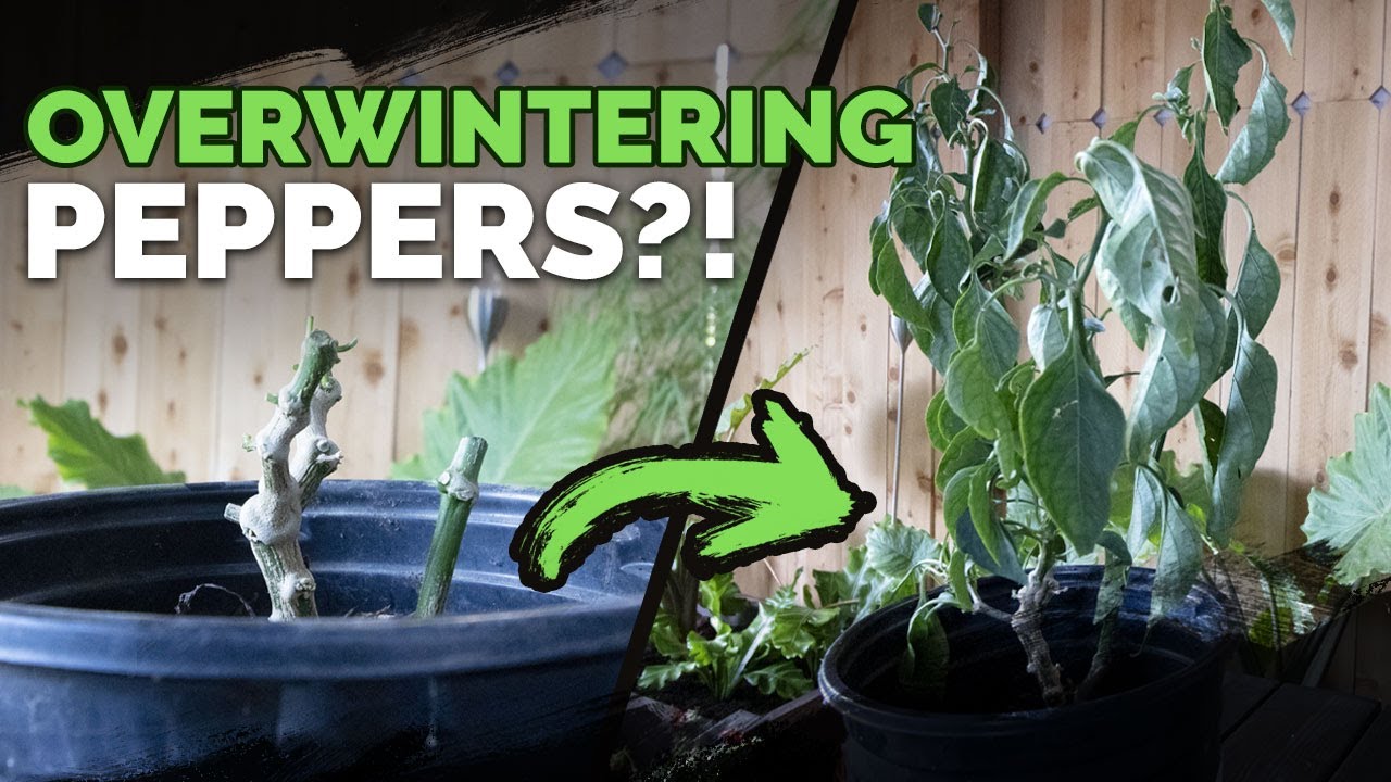 Do Pepper Plants Regrow Every Year?