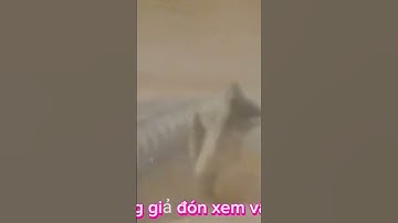 CÂU CÁ thác mặt hàn bà rịa vũng tàu #trumcauca