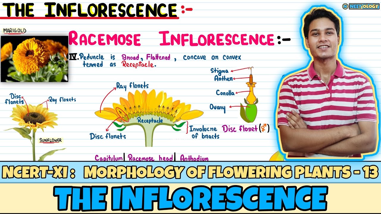 Morphology of Flowering Plants| Lec 13- The Inflorescence| Class 11| NEET| Neetology