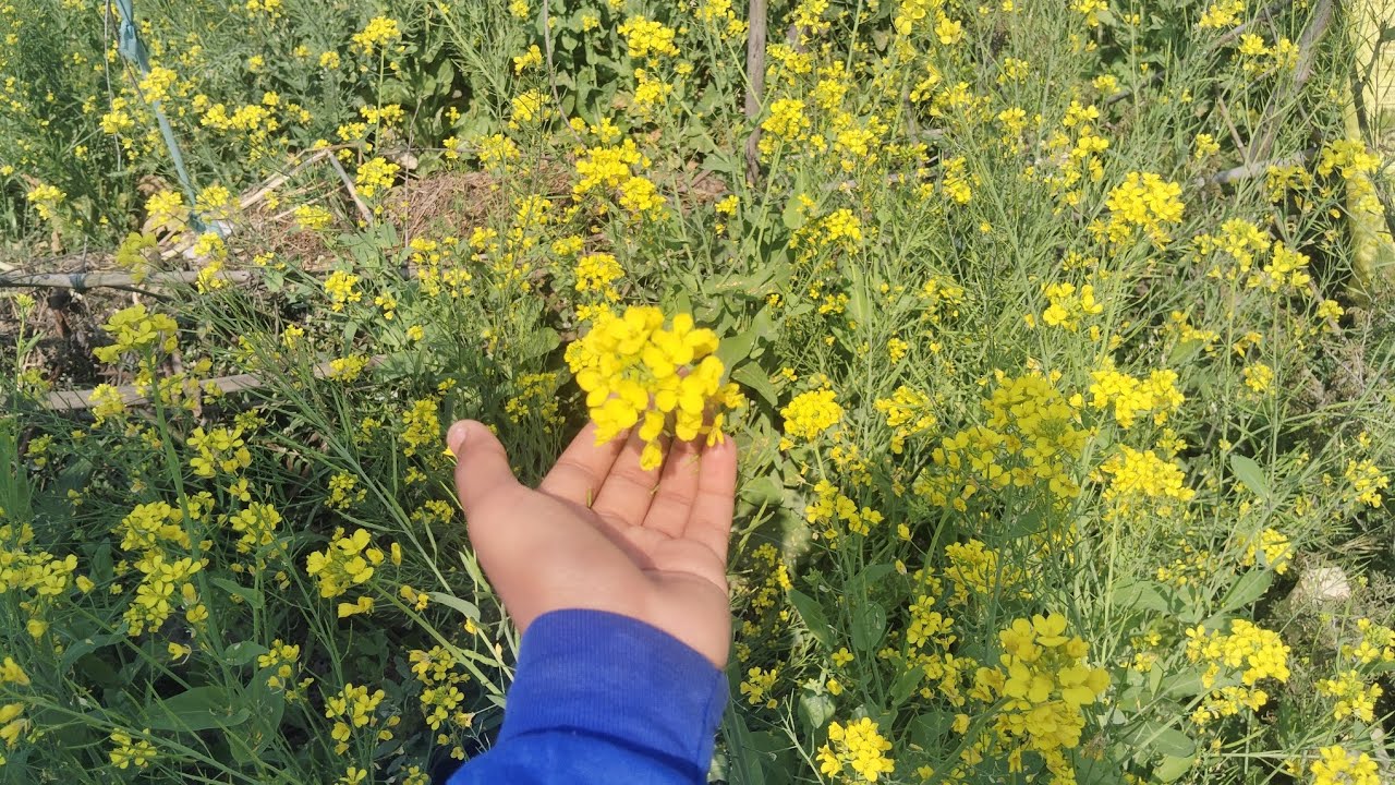 @#Aniketbhattvlogs2355#Aaj hamare khet se mile hame bahut sare aalu😊😊