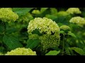 こどもの国2025年夏No 2動植物編